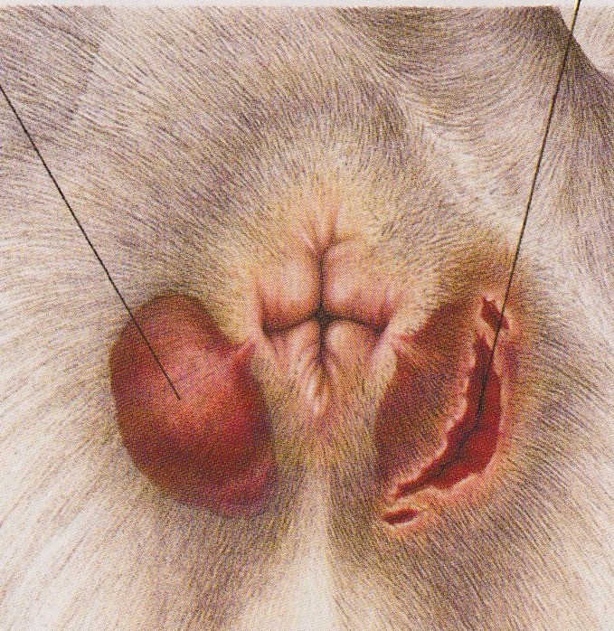 肛門腺絞りって 千歳烏山のアットホームなトリミングサロン Dogsalon Ligar リガール
